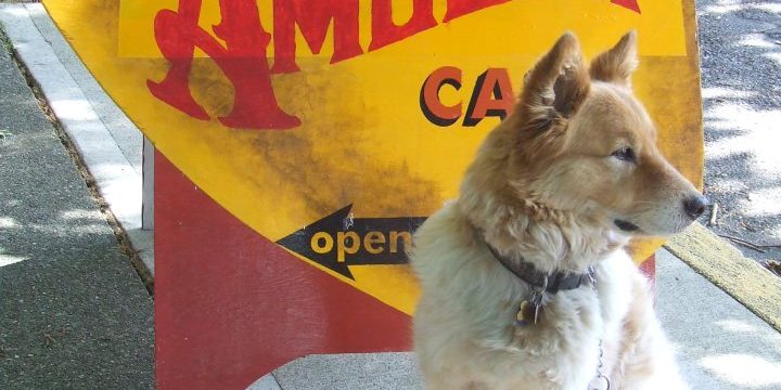 Amocat Cafe