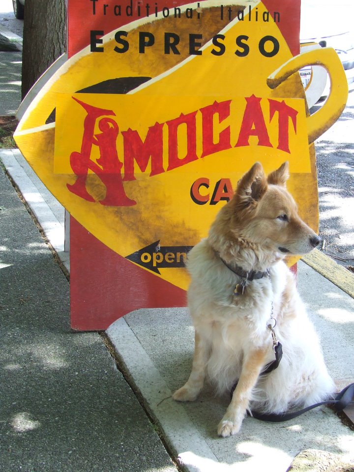 Amocat Cafe